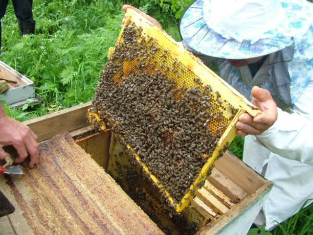 История пчеловодства: более подробную информацию о породе пчел и ихнего содержание вы можете найти разделе сайта каталог статей раздел Пчелы.